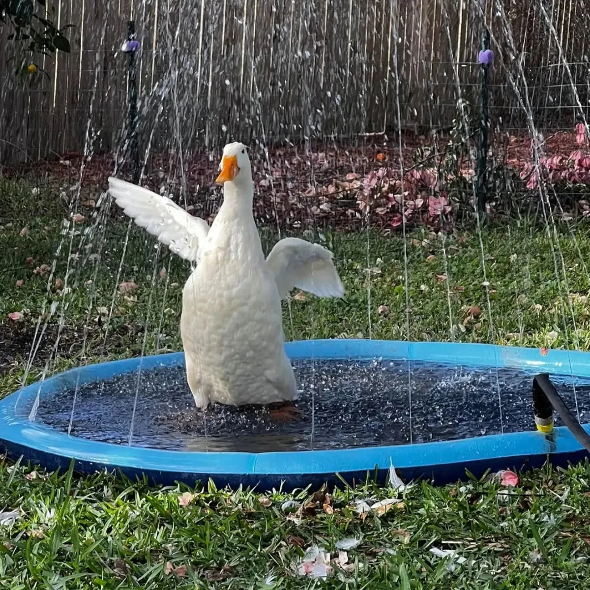 Pet Water Play Pad
