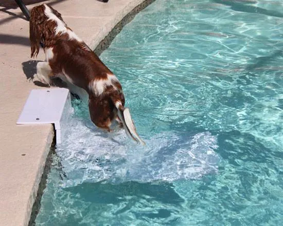 Pool Pup Ladder