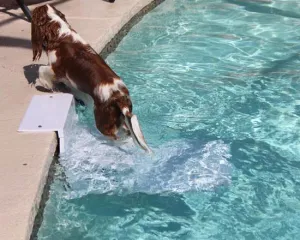 Pool Pup Ladder