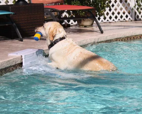 Pool Pup Ladder