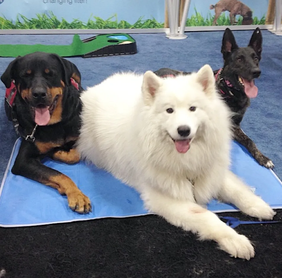 The Original Cooling Dog Pad